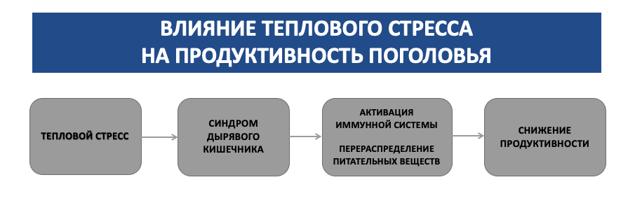 Влияние теплового стресса на КРС