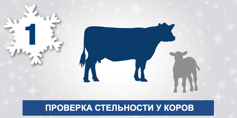 Проверка стерильности коров