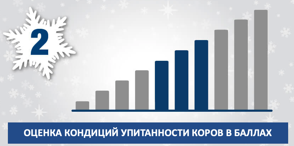 Упитанность коровы в баллах