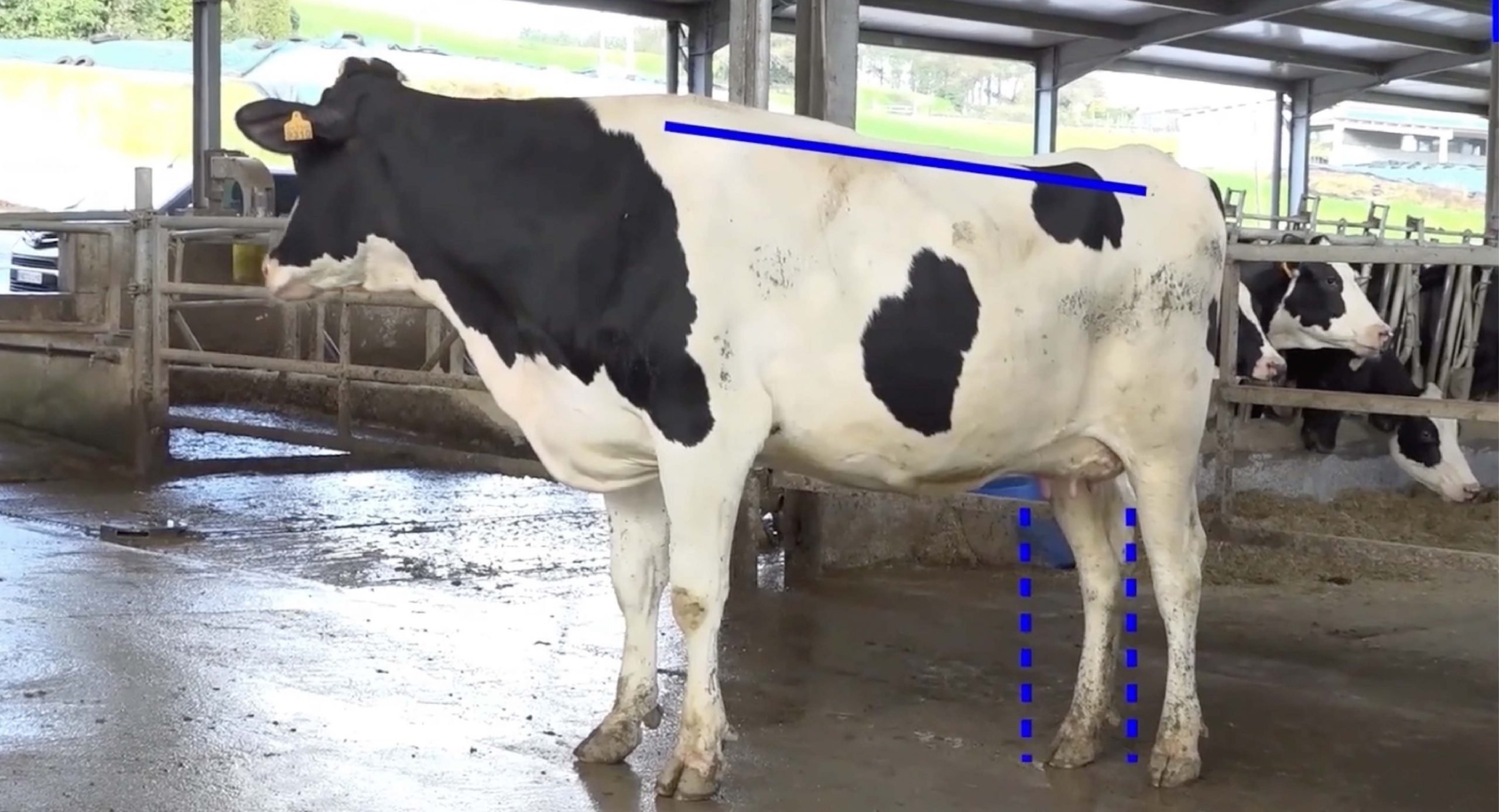 Оценка движения коров