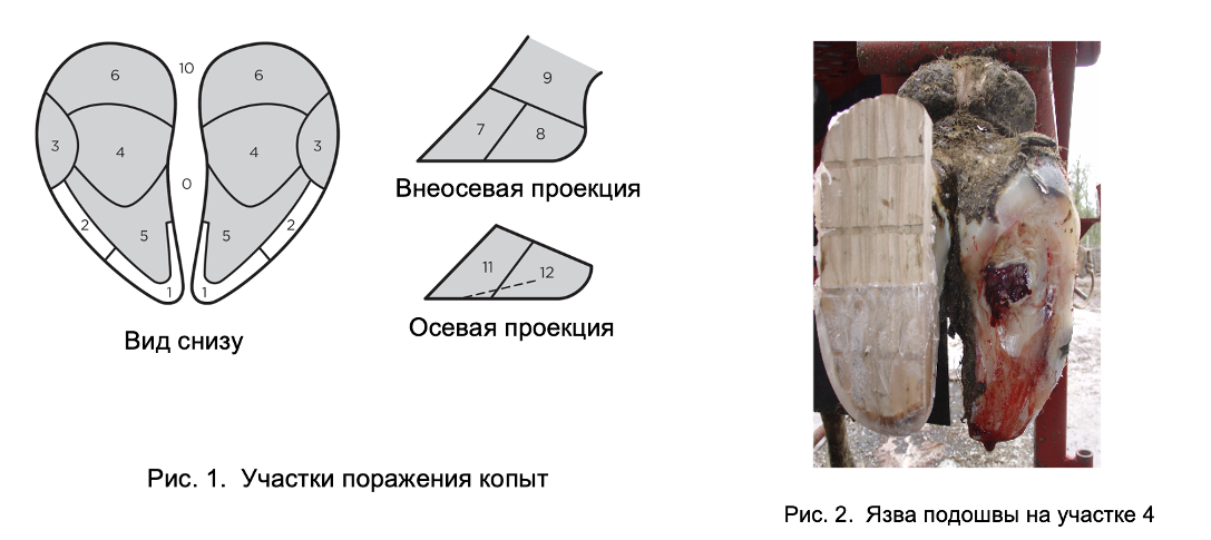 Поражения копыт при язве