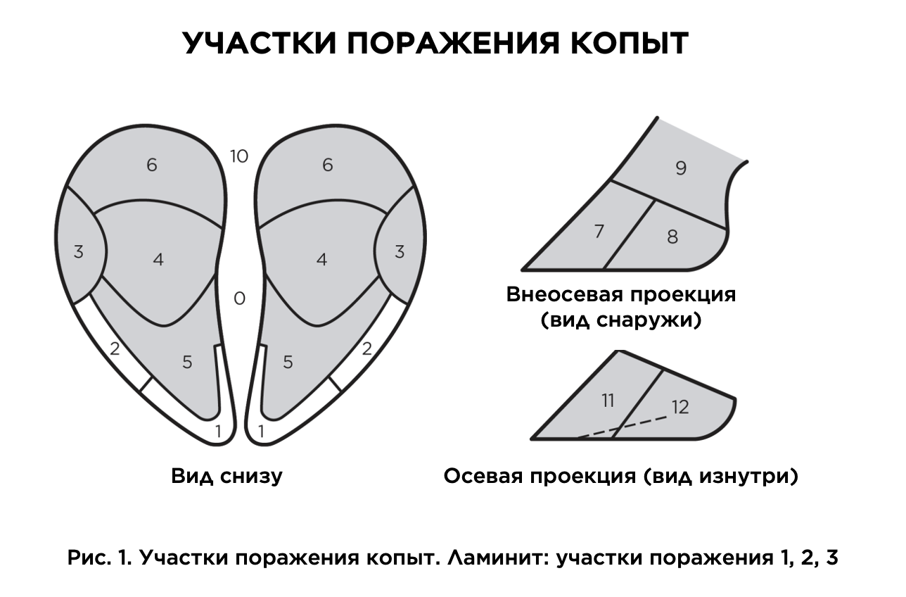 Участки поражения копыт при ламините